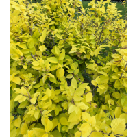 辽宁苗木网|辽宁苗木求购信息|辽宁苗木供应|辽宁苗木价格