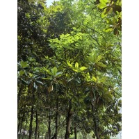 白玉兰 滨州光大苗圃