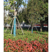 济南国槐价格_济南国槐采购/批发_济南国槐种植，国槐