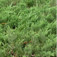 沙地柏|沙地柏小苗|沙地柏直销|