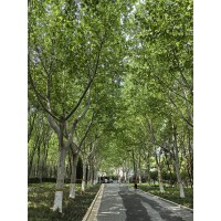 法桐价格&山东济宁带帽法桐 -山东法国梧桐|济宁法国梧桐