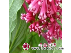 紫丁香80-120cm  ，紫丁香工程苗现货供应图1