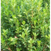 大叶黄杨球-供应产品-河南偃师市大叶黄杨基地