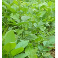 当年速生白蜡小苗 速生白蜡 半成品 国槐小苗 量大