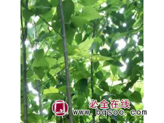 梓树当年苗高达4米以上，大量供应图1