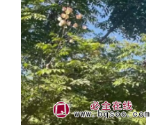 栾树最新价格--周口市速生楸树研究所繁育基地图1