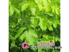 保定金叶复叶槭小苗&金叶复叶槭@木林森园艺图1