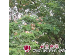 万亩合欢培植基地 有大量优质合欢现货供应图1