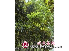 河南南阳玉兰_河南南阳玉兰价格_河南南阳玉兰基地图1