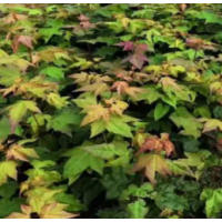 五角枫价格_南阳五角枫价格 南召富有苗木