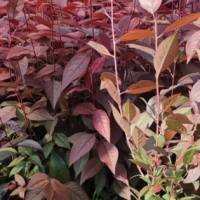 密枝红叶李_密枝红叶李苗_优质密枝红叶李 九台泽佳苗木基地