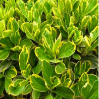 金边黄杨-金边黄杨价格_金边黄杨信息_河南金边黄杨介绍