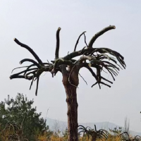 龙爪槐，龙爪槐价格_最新龙爪槐价格/旭光苗木绿化