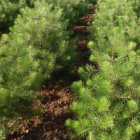 白皮松、雪松、蜀桧、油松1-8米 河南焦作专供