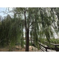 馒头柳|销售馒头柳|馒头柳价格