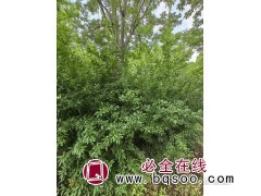 石榴树，枣树，柿树，法桐现货供应图1