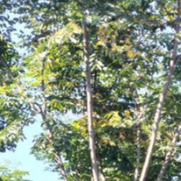 栾树价格，急售栾树价格，超低价，5万亩栾树价格