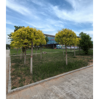 金枝槐，品种纯正，金枝槐:2-15公分，每天发货2-8车