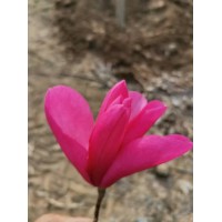 红玉兰 娇红一号、旭森一号、旭森2号 旭森生态林业