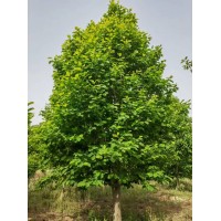 白玉兰-紫玉兰-广玉兰-辛夷-河南旭森生态林业有限公司