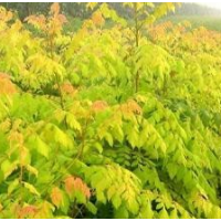 金叶白蜡 苗圃出售 丛生金叶白蜡苗 高度可选 叶片鲜绿 欢迎选购