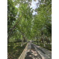 法桐树 法桐行道树 法桐绿化苗 济宁市会友园林绿化有限公司
