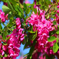 香花槐 1-15公分香花槐专业工人挖树起苗高速路园区绿化专用