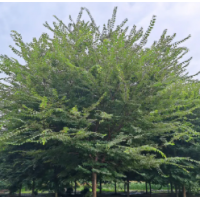 榉树低价处理，常年大量供应当年新生的榉树，优质榉树