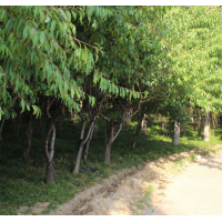 金边大叶女贞  大叶女贞小苗 常州彩纹苗木草业基地