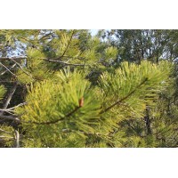 雪松 雪松苗 荒山绿化 城市绿化苗 公园造景苗 1-6米雪松