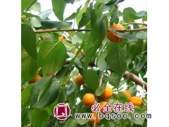 山杏 甘肃省康乐县 山杏苗 山杏树 果树苗图1