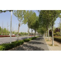 法桐 法桐行道树 1-5公分 8-12 大小规格齐全 耐寒 园林绿化树