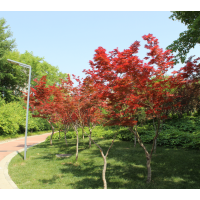 草坪 栾城区恒源草坪基地 草坪铺装 草坪价格