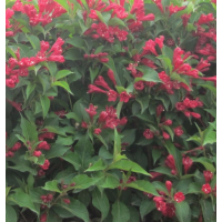 红王子锦带 绿篱色块种植 花坛花镜配植 道路绿化隔离带常用栽植苗木