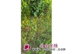 一年生杨树苗 速生杨 速生杨，质量杠杠好 国良诚信花木图1