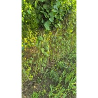 一年生杨树苗 速生杨 速生杨，质量杠杠好 国良诚信花木