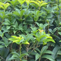 桂花 南京市仁龙苗圃场 桂花树价格 高杆桂花树价格