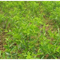 枣树苗 酸枣树苗 大树苗栽后当年结果三年生高产枣树苗