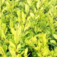 水腊球 木森林苗圃 长期供应 水腊球 耐寒耐旱 保护生态环境 可视频选苗