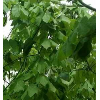 泡桐 泡桐批发别名棉椒条易栽培适应性强根系发达