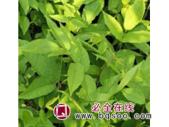 核桃楸 基地供应核桃楸苗树美化环境小区景区庭院观赏价值绿化种植规格全图1