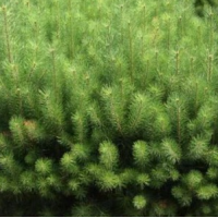 樟子松 樟子松小苗批 树形优美道路小区园林工程绿化苗