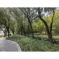 柳树 速生竹柳树苗 竹柳段 扦插段 垂柳苗基地