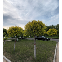 金叶榆 华夏园林绿化有限公司 高杆金叶榆球 金叶榆苗