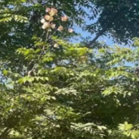 北栾 苗圃现挖现发 耐旱耐寒生长迅速 大小规格齐全