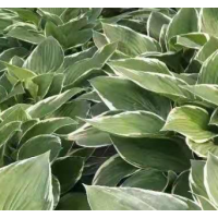 爱国者玉簪小苗 爱国者玉簪 玉簪苗 鞍山玉簪基地 盛世园林 玉簪小苗批发