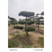 供应园林景区观赏松树 造型黑松景松 3-10米供选 树形优美