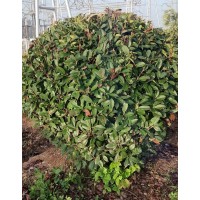 精品红叶石楠球 球形灌木 自产自销 玉峻苗木 日照红叶石楠球