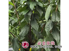 樱砧王砧木苗 烟台山丰大樱桃种苗有限公司图1