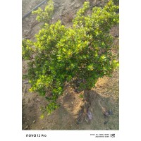 瓜子黄杨苗 瓜子黄杨球 球形饱满 四季不落叶耐修剪 玉峻苗木